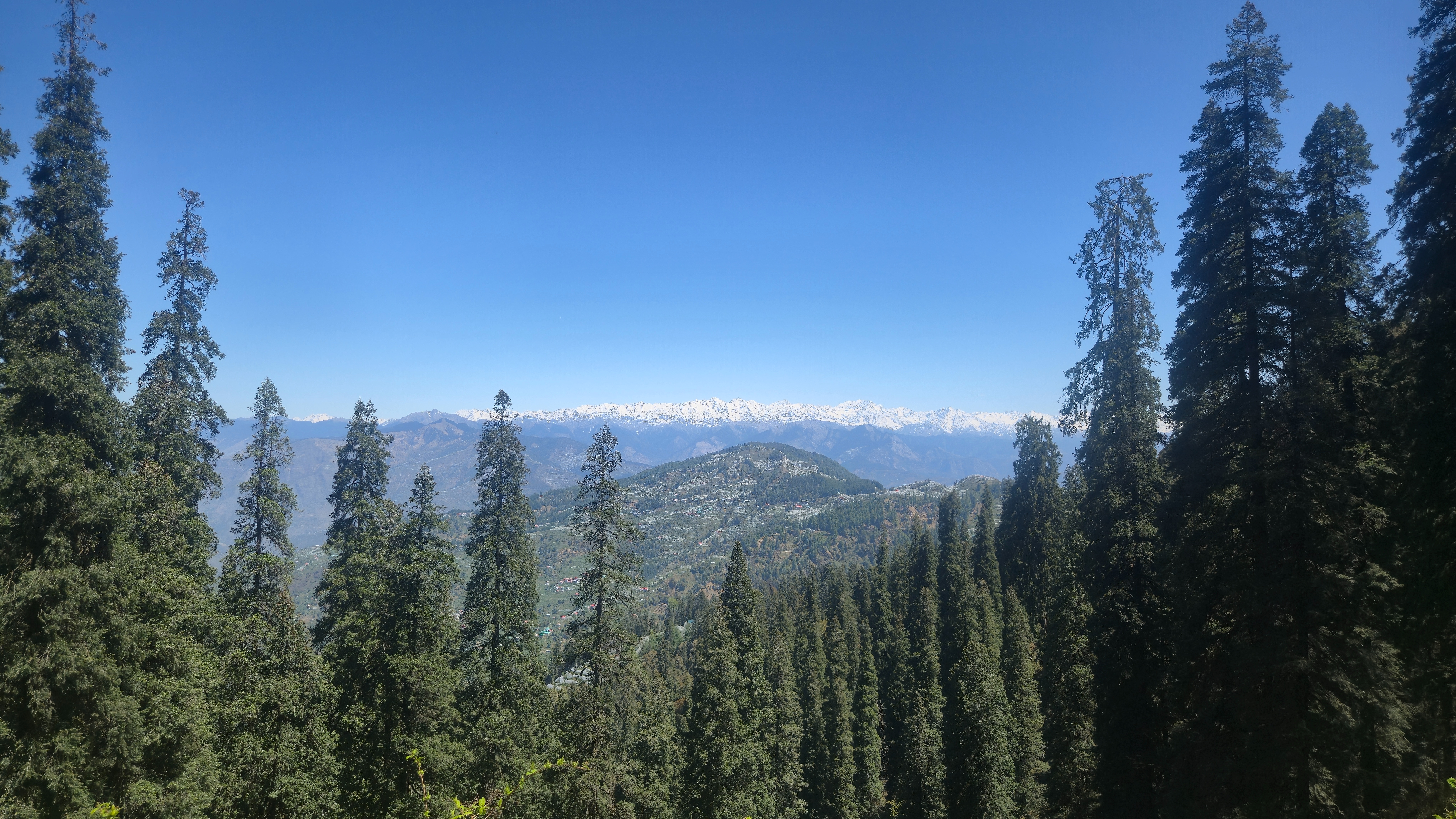 Expansive mountain view with tall evergreen trees under a clear blue sky.